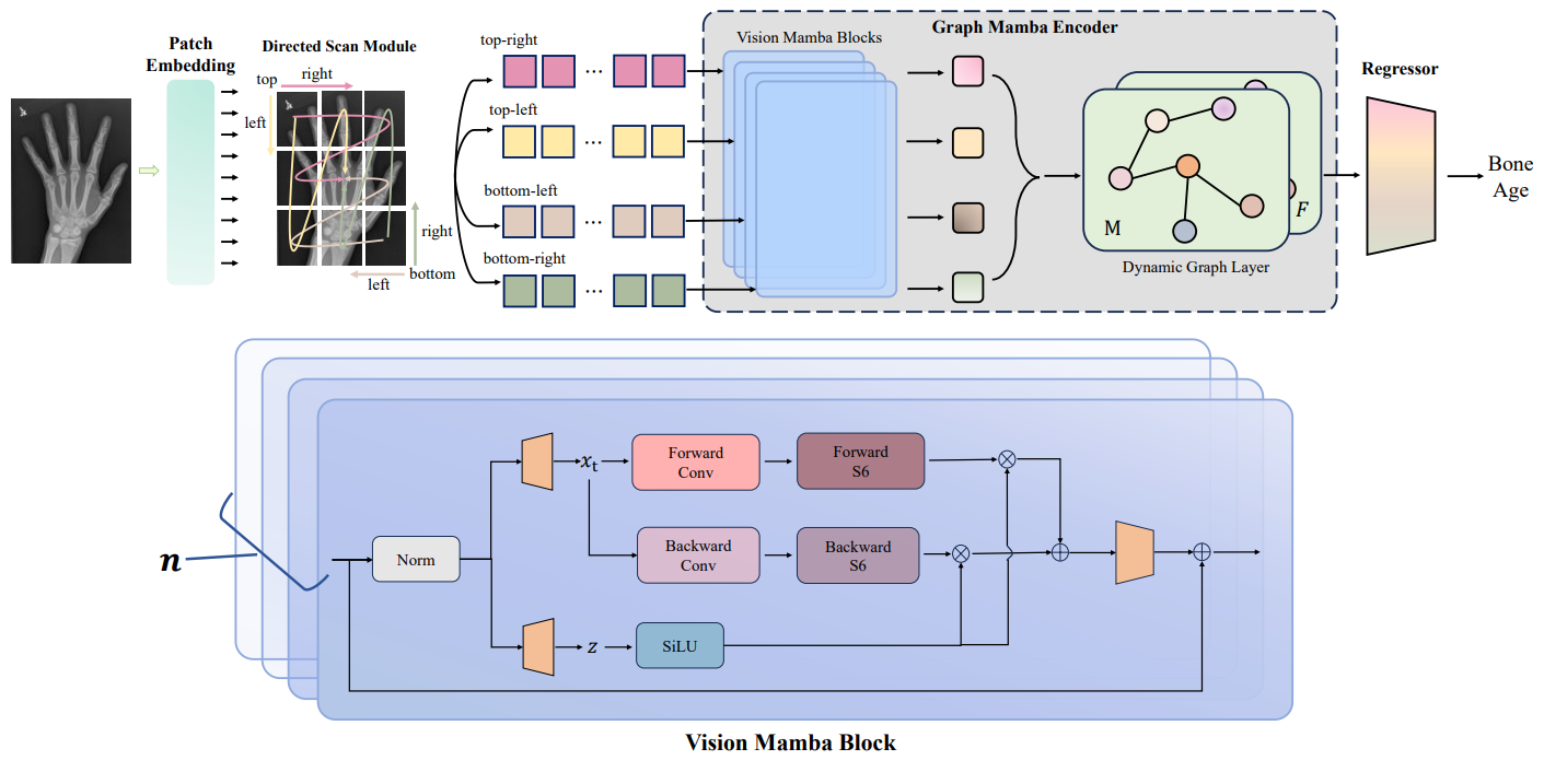 Efficient and Gender-Adaptive Graph Vision Mamba for Pediatric Bone Age Assessment