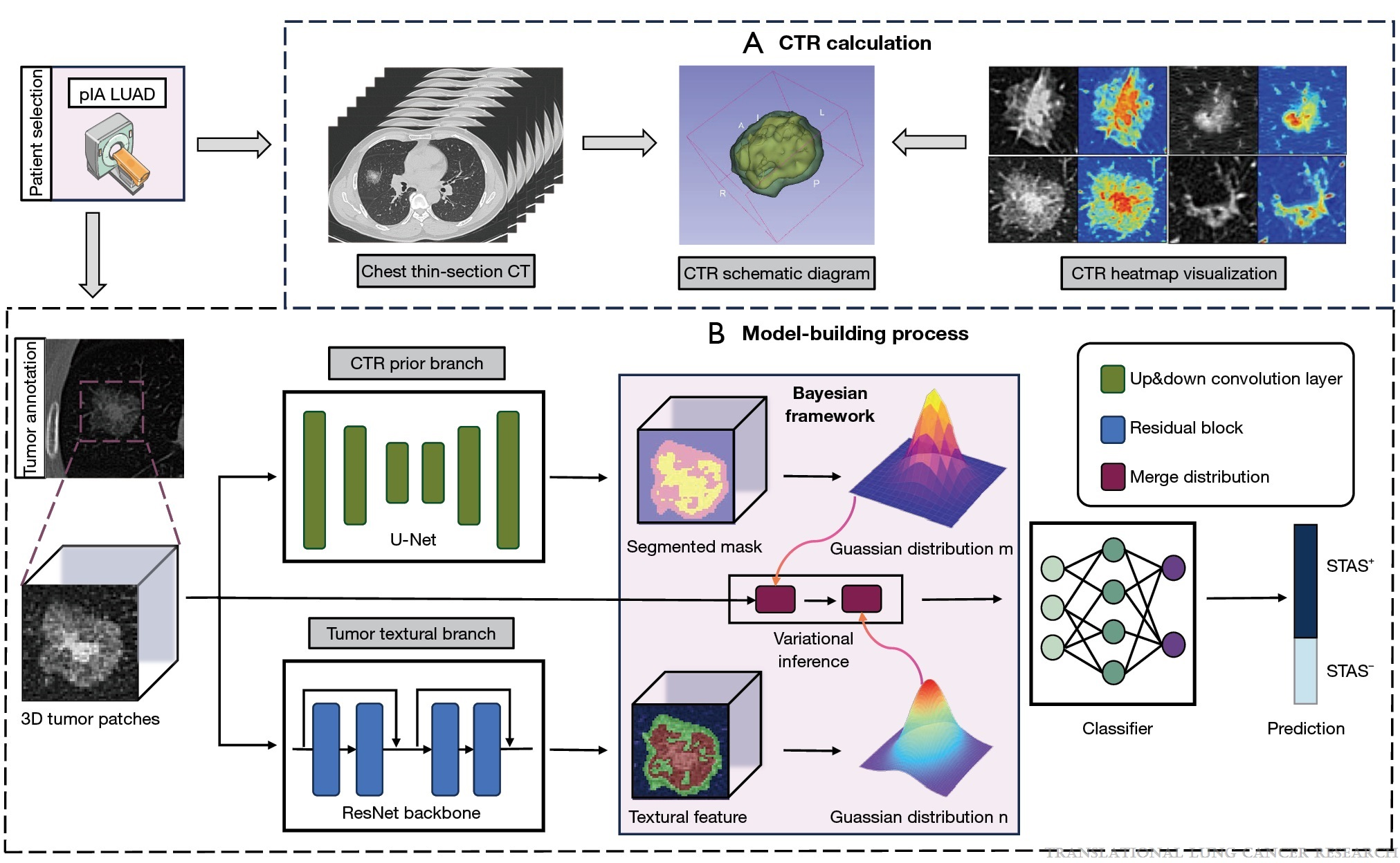 A Bayesian Deep Learning Model with Consolidation-to-Tumor Ratio (CTR) Prior Revolutionizes the Prediction of Spread Through Air Spaces (STAS) in Stage IA Lung Adenocarcinoma: A Large-Scale Diagnostic Study